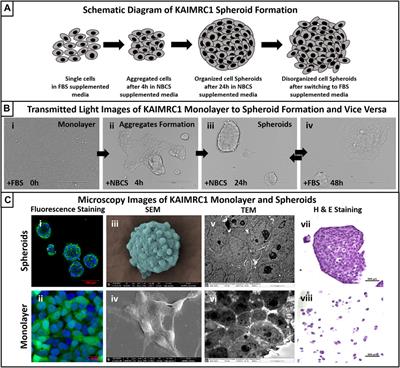 New Born Calf Serum Can Induce Spheroid Formation in Breast Cancer KAIMRC1 Cell Line